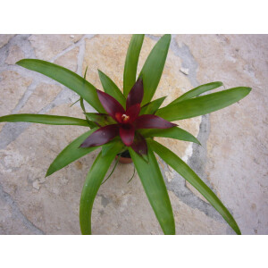 Guzmania spec. Lila (bromelie)