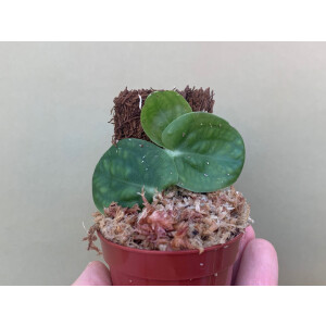 Rhapidophora celatocaulis Ableger