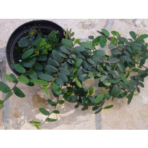 Neuer Ficus aus Borneo