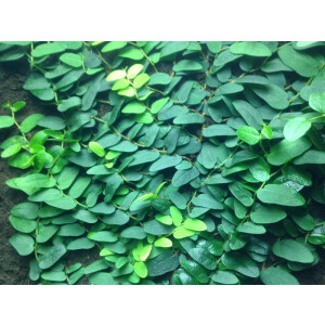 Neuer Ficus aus Borneo