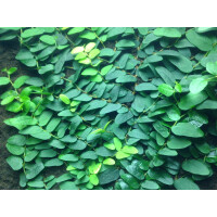 Neuer Ficus aus Borneo