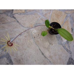 Bulbophyllum makoyanum