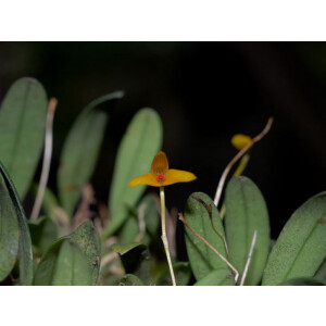 Bulbophyllum cernuum