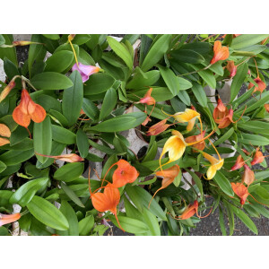 Masdevallia kimballiana x ampullacea