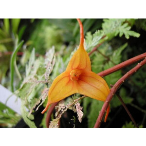 Masdevallia spec.