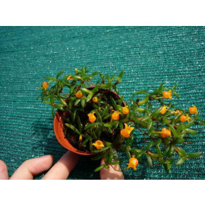 Mediocalcar decoratum