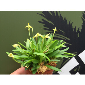 Masdevallia minuta