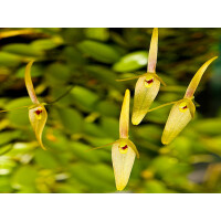 Barbosella culcullata