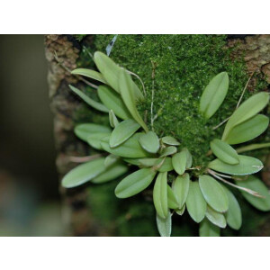 Pleurothallis spec. Mittelamerika