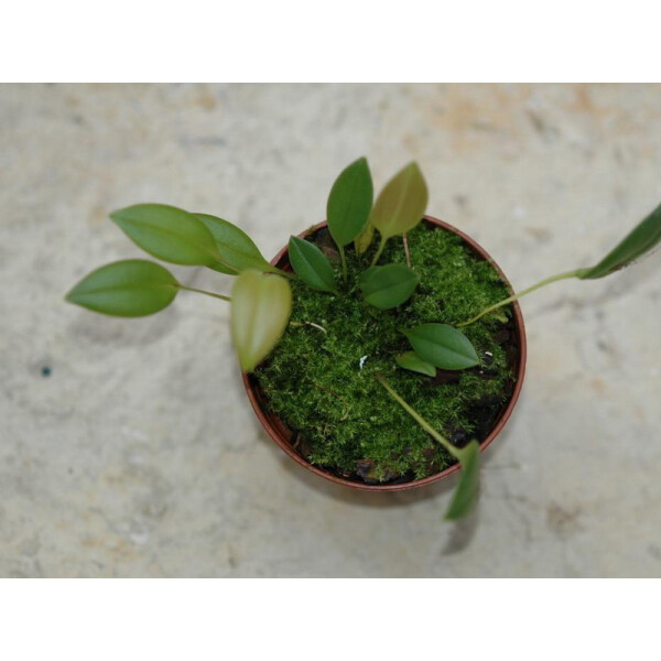 Pleurothallis niveo - globula 