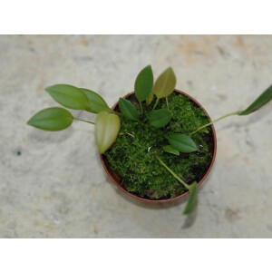 Pleurothallis niveo - globula 