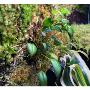 Pleurothallis niveo - globula 