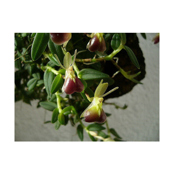 Nanodes/Epidendrum porpax