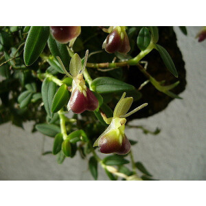 Nanodes/Epidendrum porpax