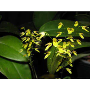 Pleurothallis grobyi