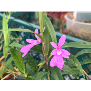 Orstadella centradenia