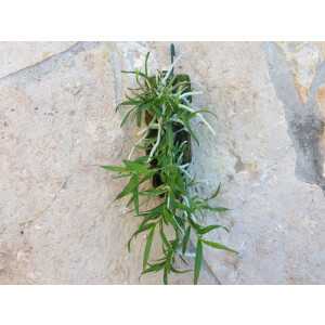 Orstadella centradenia