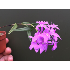 Orstadella centradenia