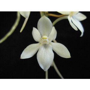 Aerangis mystacidii