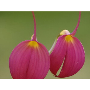 Masdevallia coccinea