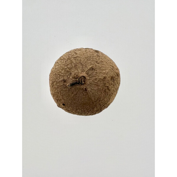 Stephania erecta Bulb