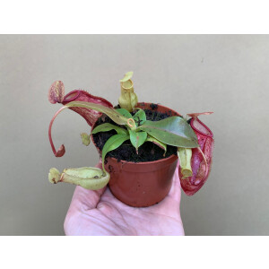 Nepenthes ventricosa x maxima