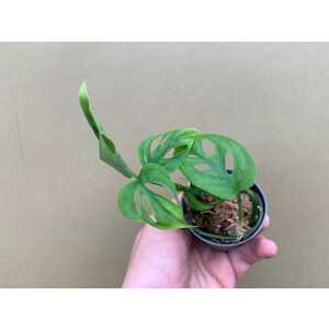 Monstera spec. Boliviana