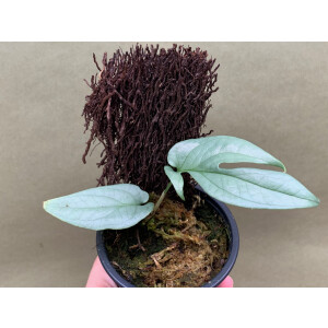 Amydrium Medium Silver S