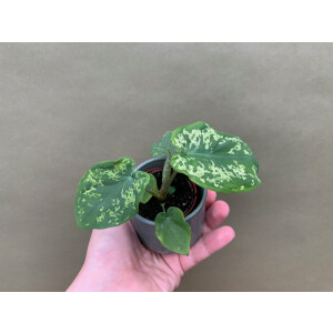 Caladium Hilo Beauty