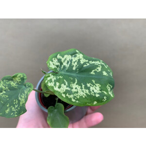 Caladium Hilo Beauty