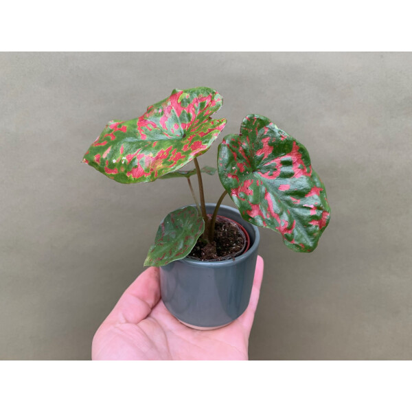 Caladium Poison Dart Frog