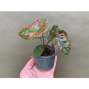 Caladium Poison Dart Frog
