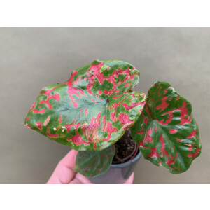 Caladium Poison Dart Frog