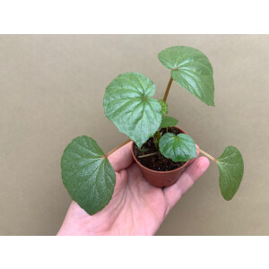 Begonia balmisiana Silver