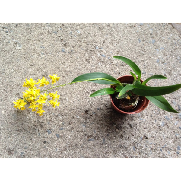 Oncidium cheirophorum