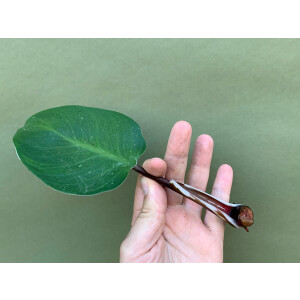 Philodendron White Knight Ableger