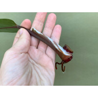 Philodendron White Knight Ableger