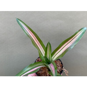 Neoregelia Bambi