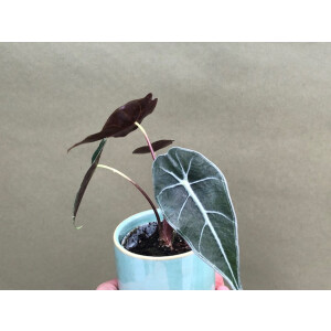 Alocasia Longiloba Babyplant