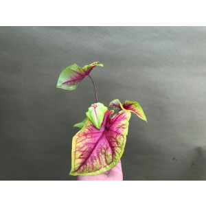 Caladium Yellow/Red