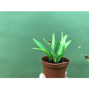 Pleurothallis brighamii