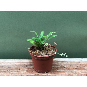 Stelis hirtella