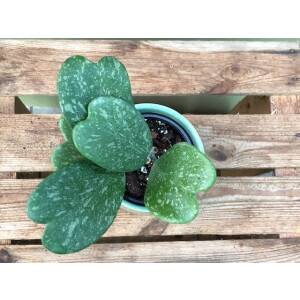 Hoya Kerrii Splash