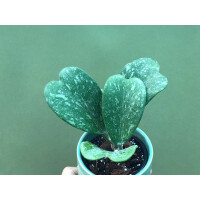 Hoya Kerrii Splash