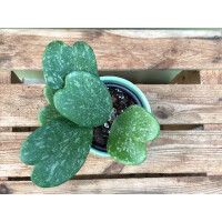 Hoya Kerrii Splash