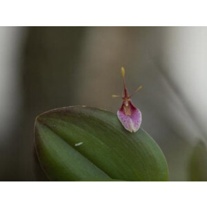Restrepia lansbergii