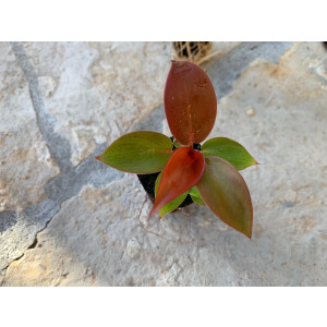 Angebot Baby Plant 3 Mix (1x Philodendron + 1x...