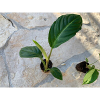 Angebot Baby Plant 3 Mix (1x Philodendron + 1x Xanthosoma, 1 x Ctenanthe )