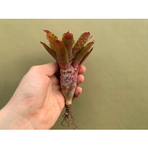 Neoregelia Tiger