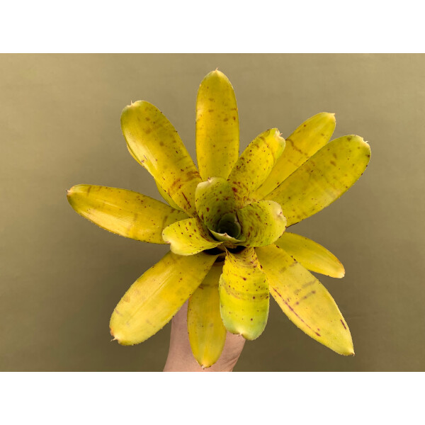 Neoregelia tigrina hybride
